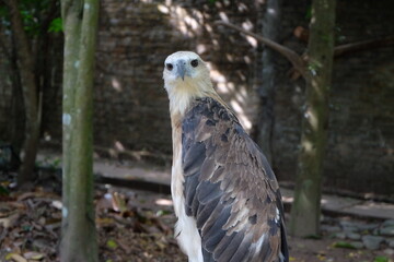 The white-bellied sea eagle (Haliaeetus leucogaster), also known as the white-breasted sea eagle, is a large diurnal bird of prey in the family Accipitridae
