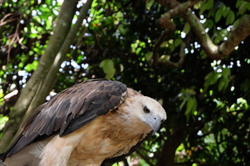 The white-bellied sea eagle (Haliaeetus leucogaster), also known as the white-breasted sea eagle, is a large diurnal bird of prey in the family Accipitridae