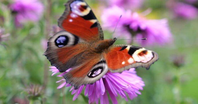 Peacock butterfly on pink chrysanthemum. Summer macro shooting.