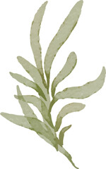 botanical watercolor element