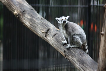 portrait of ring-tailed lemur sitting on a log