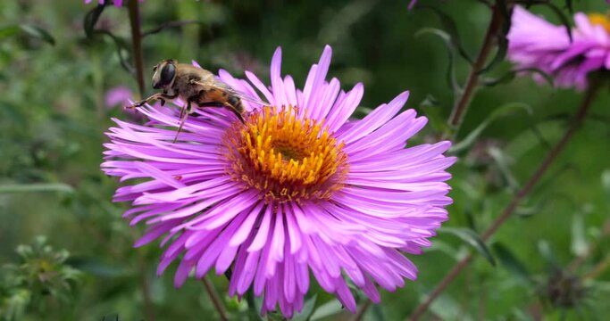 A bee on pink chrysanthemum. Summer macro shooting.