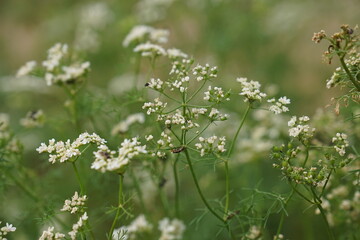 Coriander blossom, Coriander plant