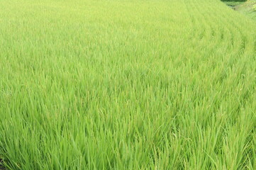 Regular geometrical pattern of lush green rice fields and rice paddies in Japan in summer