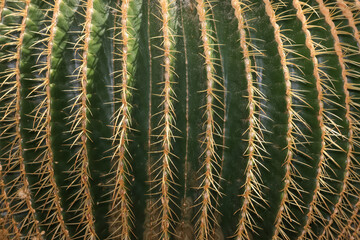 Large cactus plant close up view.