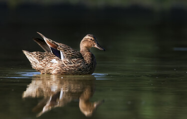 Mallard duck in the lake, close up shot.