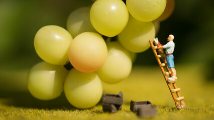 Winzer, Weinanbau, Wein, Weinberge