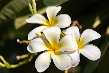 Obraz na płótnie Canvas Beautiful frangipani or plumeria flowers, White flowers in the garde, close up, beautiful flower , plumeria flowers 