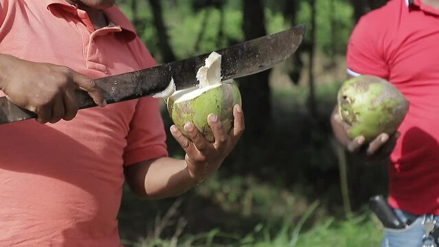 Campesino irreconocible está cortando un coco joven con un machete. Captura de cierre