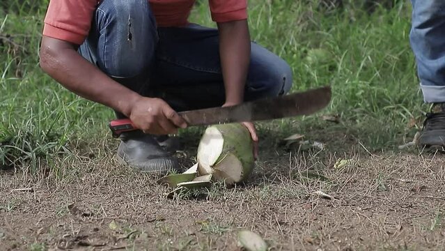 El hombre rompe coco, cortando c&aacute;scara de coco verde con machete en el campo en el suelo.