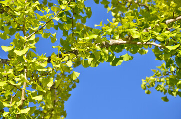 色づき始めたイチョウの葉と青空