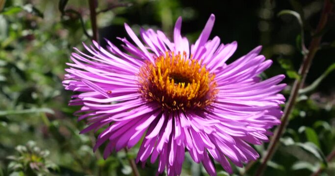 A bee on pink chrysanthemum. Summer macro shooting.
