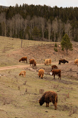 Cows in Colorado pasture