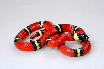 Sinaloan milk snake // Sinaloa-Dreiecksnatter, Sinaloa-Milchschlange (Lampropeltis polyzona...
