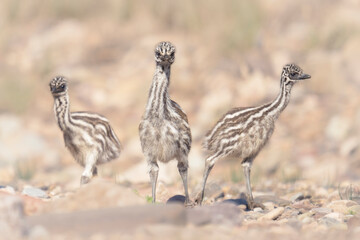 Trio of wild emu chicks (Dromaius novaehollandiae) in stoney habitat, Flinders Ranges, South Australia