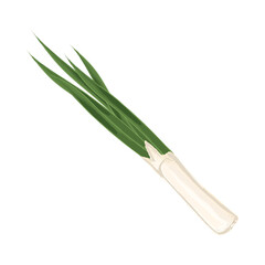 onion vegetable icon