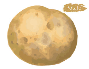 水彩風の野菜、じゃがいも。ベクターイラスト素材
