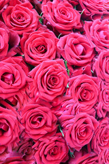 floral background of red roses