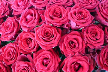 floral background of red roses