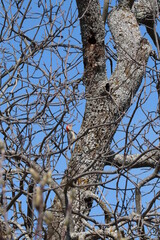 red-bellied woodpecker in tree