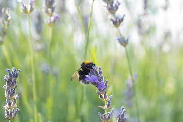 Bumblebee in flowers in north macedonia