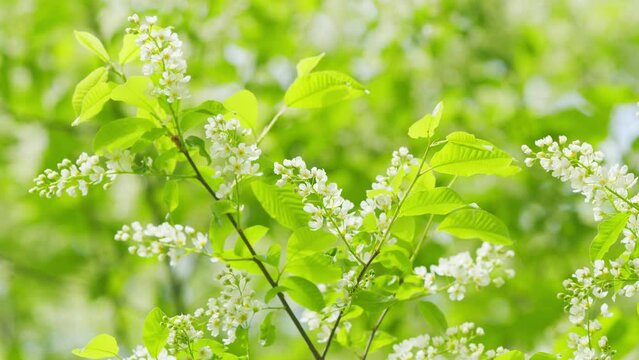Prunus padus grows and blooms in the garden in spring. Hagberry or mayday tree. Spring blooming. Slow motion.