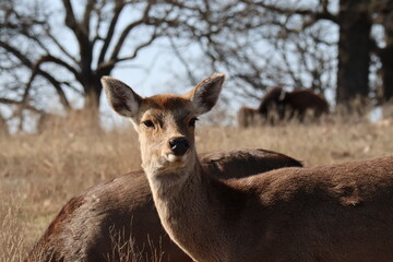 Japanese sika deer