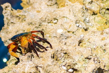 crab on the beach