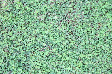 real green grass background 