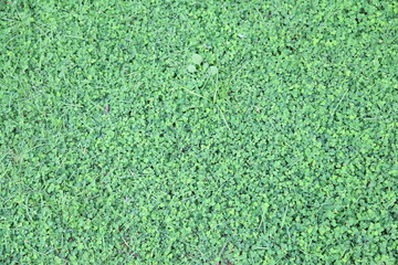 real green grass background 