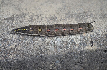 An impatiens hawkmoth caterpillar. Larva of theretra oldenlandiae.
セスジスズメ（幼虫）