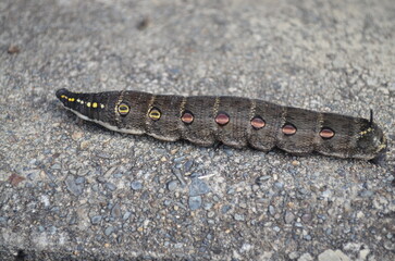 An impatiens hawkmoth caterpillar. Larva of theretra oldenlandiae.
セスジスズメ（幼虫）