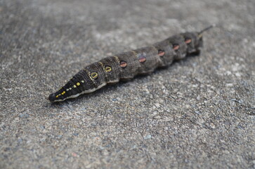 An impatiens hawkmoth caterpillar. Larva of theretra oldenlandiae.
セスジスズメ（幼虫）