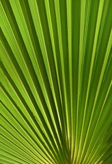 close up of a green Palm leaf