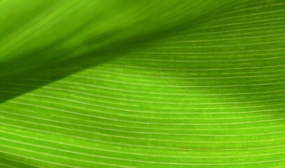 close up of a green canna lily leaf
