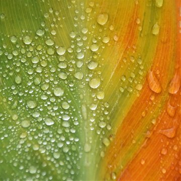 close up of a canna lily leaf with raindrops