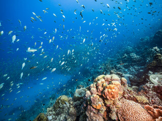 Fototapeta na wymiar Seascape with Bait Ball, School of Fish, Mackerel fish in the coral reef of the Caribbean Sea, Curacao