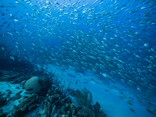 Seascape with Bait Ball, School of Fish, Mackerel fish in the coral reef of the Caribbean Sea,...