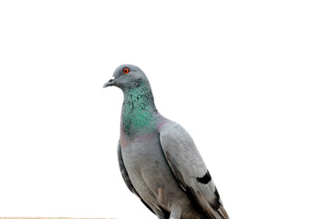 pigeon isolated