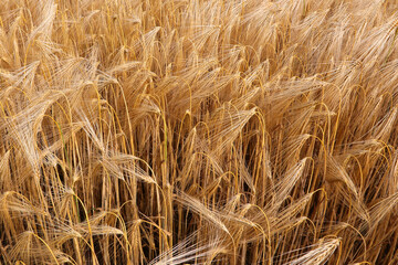 wheat field with ripe ears ready for harvest in summer