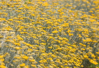 yellow flowers of helichrysum plant in the cultivated field