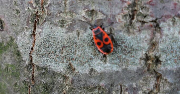 The firebug, Pyrrhocoris apterus, is a common insect of the family Pyrrhocoridae. Shooting macro.