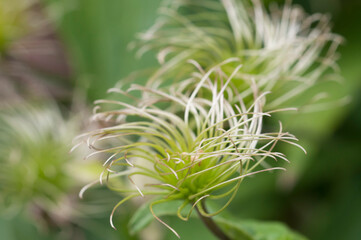 Clematis seeds in the garden, macro shot
