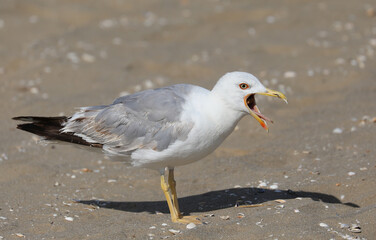 seagull with an open beak that seems to cry on the beach
