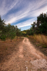 Fototapeta na wymiar The path through the olive grove