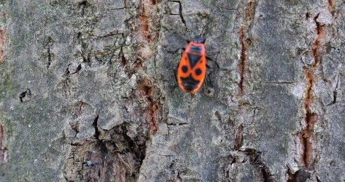 The firebug, Pyrrhocoris apterus, is a common insect of the family Pyrrhocoridae. Shooting macro.