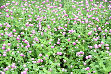 Globe amaranth or Gomphrena globosa flower in the garden 