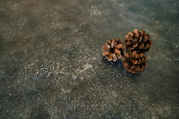 松ぼっくりと黒背景