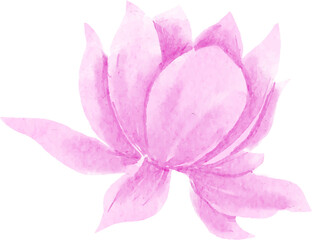 pink lotus flower, watercolor illustration, hand drawing, floral wedding