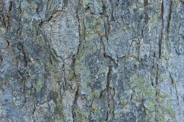 Macro photo of the bark of a gray tree
